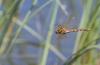 Aeshna grandis